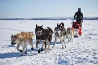 Yellowstone National Park Winter Tour 6 Days thumbnail 2