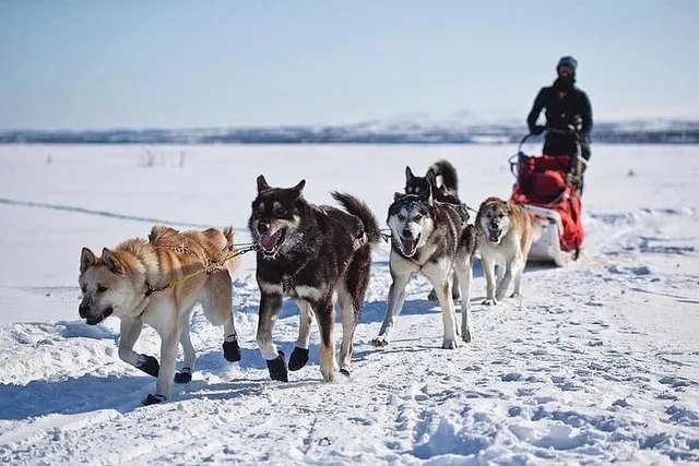 Yellowstone National Park Winter Tour 6 Days - Image 2