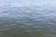 Tampa Celebrity Homes Boat Tour 90 min thumbnail 6
