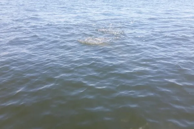 Tampa Celebrity Homes Boat Tour 90 min - Image 6