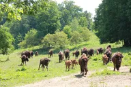 Buffalo Creek Ranch Tour thumbnail 2