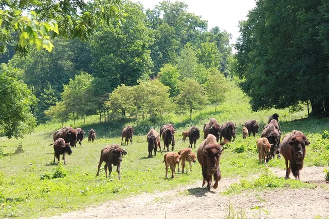 Buffalo Creek Ranch Tour - Image 2