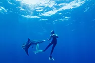 San Diego Shark Snorkel Adventure thumbnail 2