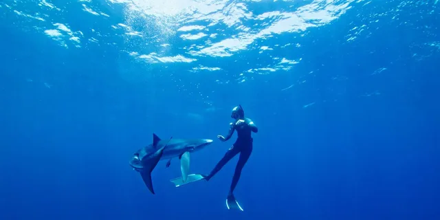 San Diego Shark Snorkel Adventure - Image 2