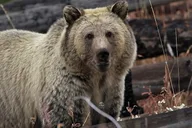 West Yellowstone Jeep Tour thumbnail 3