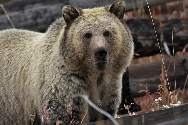 West Yellowstone Jeep Tour - Image 3
