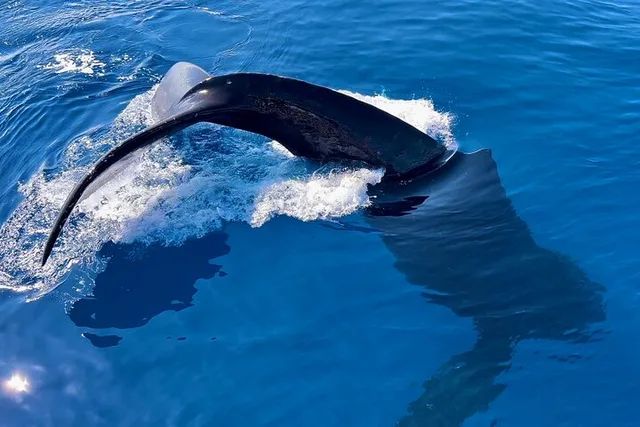 Maui Whale Watching Tour 2 hr - Image 6
