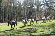 Cullowhee Horseback Ride through Flame Azalea and Fern Forest 75 min thumbnail 3