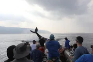 Kauai Whale Watching Expedition thumbnail 1