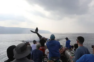 Kauai Whale Watching Expedition