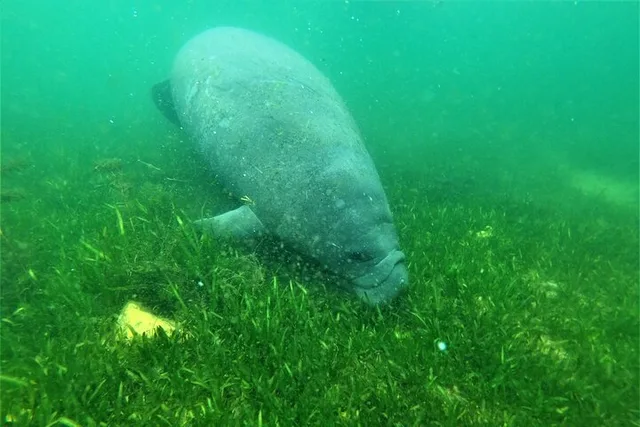 Crystal River Manatee Swim - Image 4