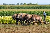 Lancaster Amish Country Farm and House Tour thumbnail 6