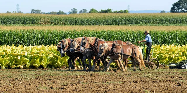 Lancaster Amish Country Farm and House Tour - Image 6