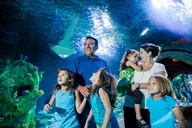 Auburn Hills Aquarium Admission thumbnail 6