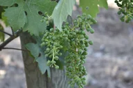 Napa Valley Wine Tasting Tour thumbnail 6
