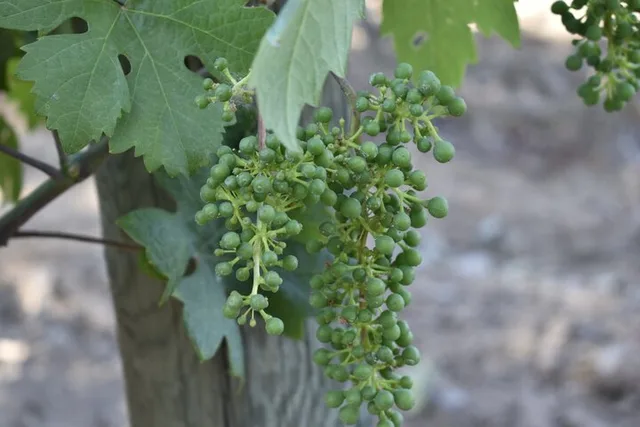 Napa Valley Wine Tasting Tour - Image 6
