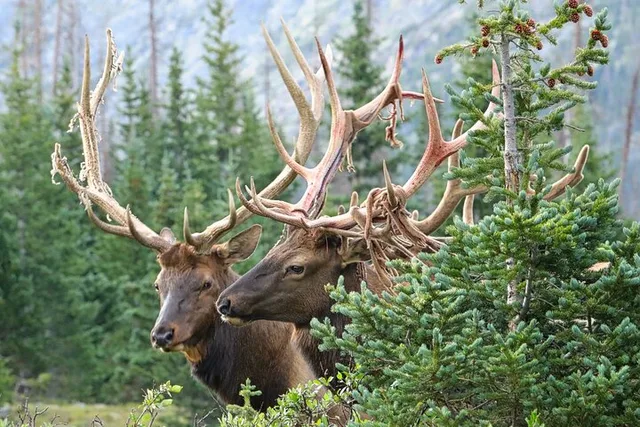 Estes Park Rocky Mountain National Park Tour - Image 3