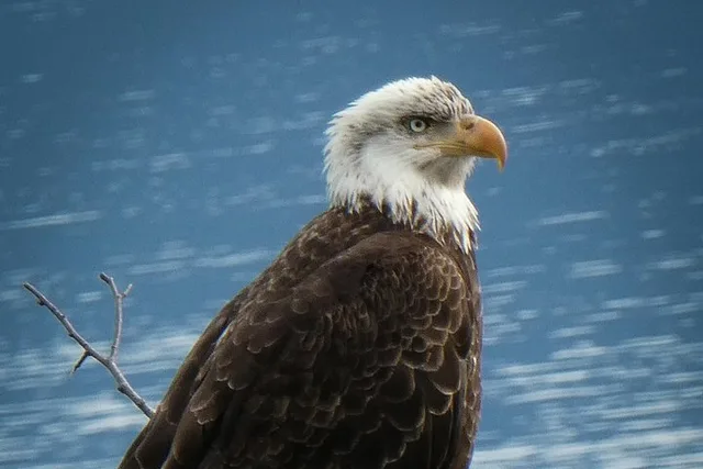 Skagway Chilkat Bald Eagle Preserve Rafting - Image 5