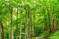 Pigeon Forge Roaring Fork Jeep Tour 2.5 hr thumbnail 5