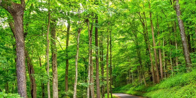 Pigeon Forge Roaring Fork Jeep Tour 2.5 hr - Image 5