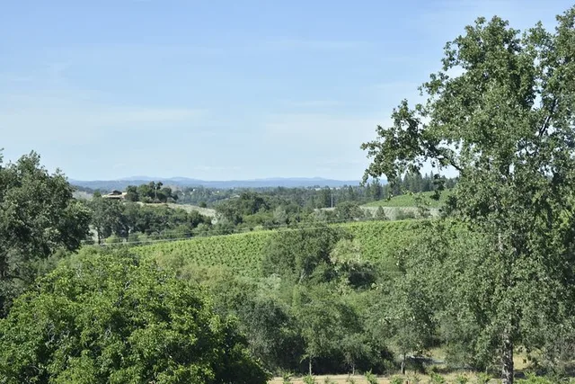 Lodi Wine Tasting Tour - Image 2