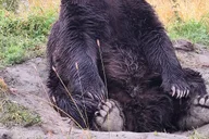 Anchorage Turnagain Arm Full-Day Tour thumbnail 1