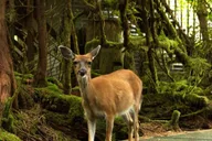 Ketchikan Jet Boat Tour with Rainforest Walk thumbnail 4