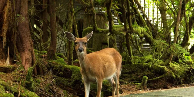 Ketchikan Jet Boat Tour with Rainforest Walk - Image 4