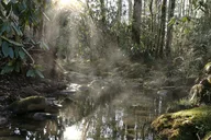 Smoky Mountains Hiking Tour Creekside and Forest 3 hr thumbnail 6