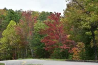Pigeon Forge Trees of Many Colors Tour thumbnail 4