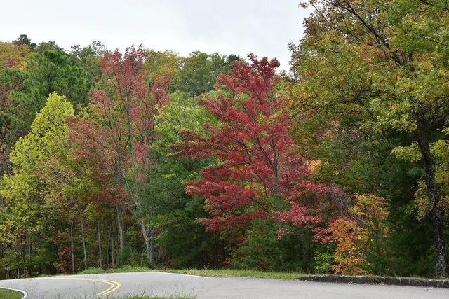 Pigeon Forge Trees of Many Colors Tour - Image 4