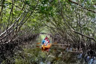 Fort Lauderdale Mangrove Kayak Eco Tour thumbnail 1