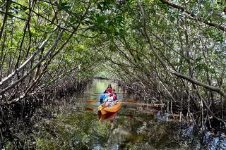 Fort Lauderdale Mangrove Kayak Eco Tour