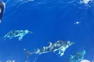 Honolulu Sailboat Charter thumbnail 3