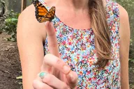 Maui Butterfly Farm Tour thumbnail 6
