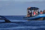 Maui Whale Watching Tour 1.5 hr thumbnail 4