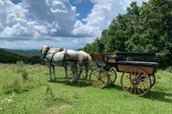 Blowing Rock Horse and Carriage Ride thumbnail 6