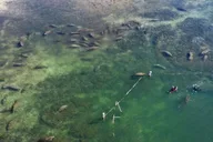 Crystal River Manatee Swim Tour thumbnail 6