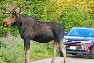 Estes Park Rocky Mountain National Park Tour thumbnail 6