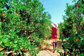 Sunmist Tangerine Farm U-Pick Experience