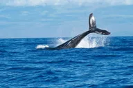 Maui 4x4 Coastal Adventure with Snorkel thumbnail 6