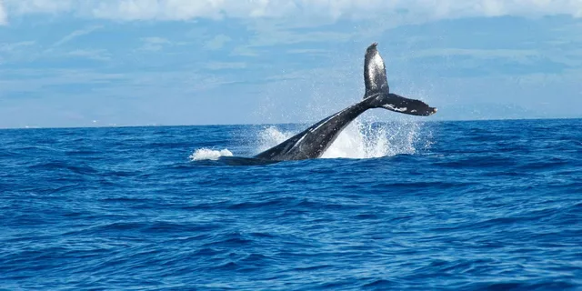 Maui 4x4 Coastal Adventure with Snorkel - Image 6