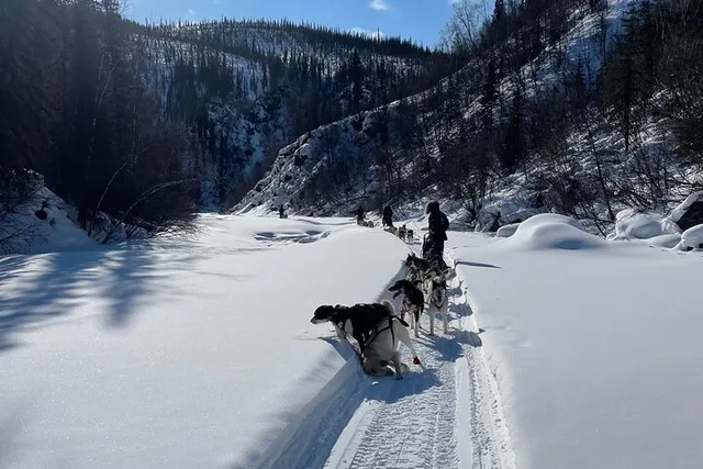 Fairbanks Husky Adventure with Your Own Dog Team 5 Days - Image 3
