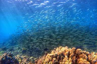 Ka'anapali Coast Scuba Diving for Certified Divers thumbnail 2