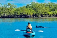 St. Augustine Kayak Adventure with Dolphins thumbnail 6