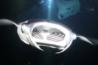 Kona Manta Ray Night Snorkel Tour 90 Min thumbnail 1