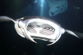 Kona Manta Ray Night Snorkel Tour 90 Min