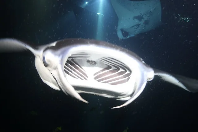 Kona Manta Ray Night Snorkel Tour 90 Min - Image 1