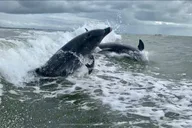 Fort Myers Beach Dolphin Tour thumbnail 3