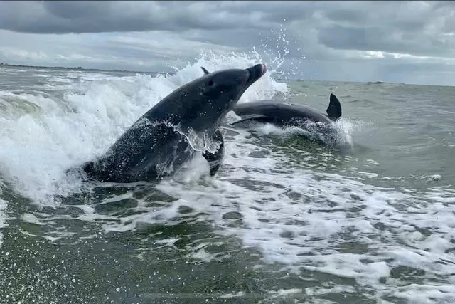 Fort Myers Beach Dolphin Tour - Image 3